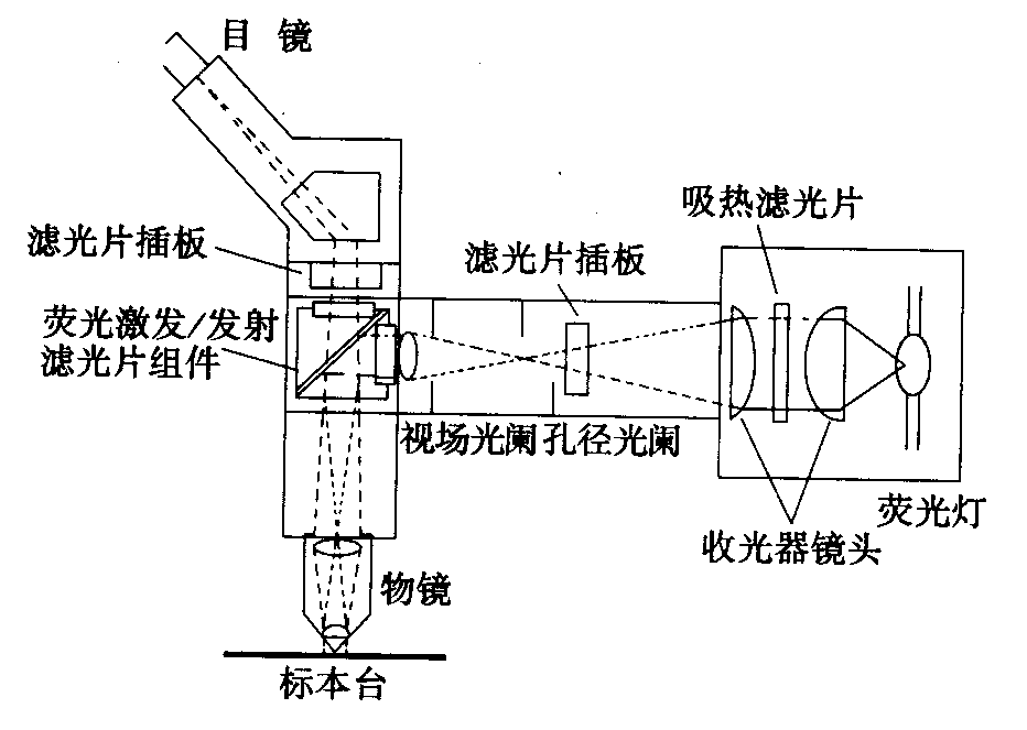 熒光顯微鏡原理圖，激發(fā)濾板和壓制濾色系統(tǒng)