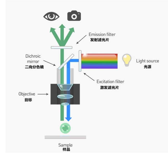 熒光顯微鏡分析圖