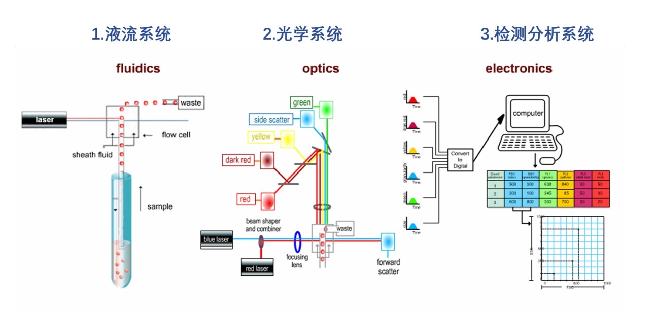 流式細胞儀原理圖